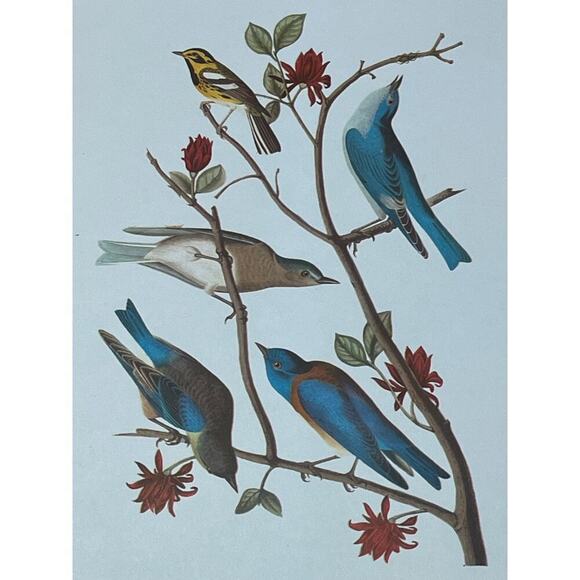 2 Vintage Beautiful Bird Prints Art. Cardinal, Warblers, blue birds. Wall Decor - Picture 2 of 9